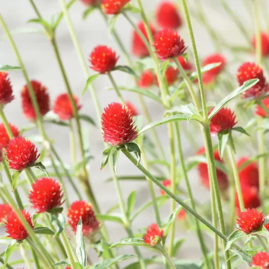 Lodveida gomfrēna 'Strawberry Fields' (Gomphrena globosa), 20 sēklas