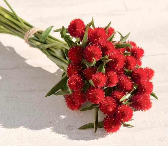 Lodveida gomfrēna 'Strawberry Fields' (Gomphrena globosa), 20 sēklas