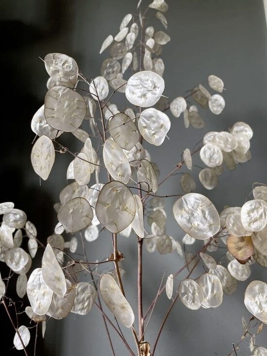 Vasaras mēnesene (Lunaria annua) 0,5g