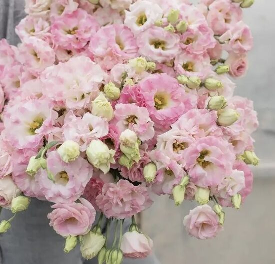 Lizante 'Arena 3 Pink Flash' F1 (Eustoma grandiflorum) 10 sēklas