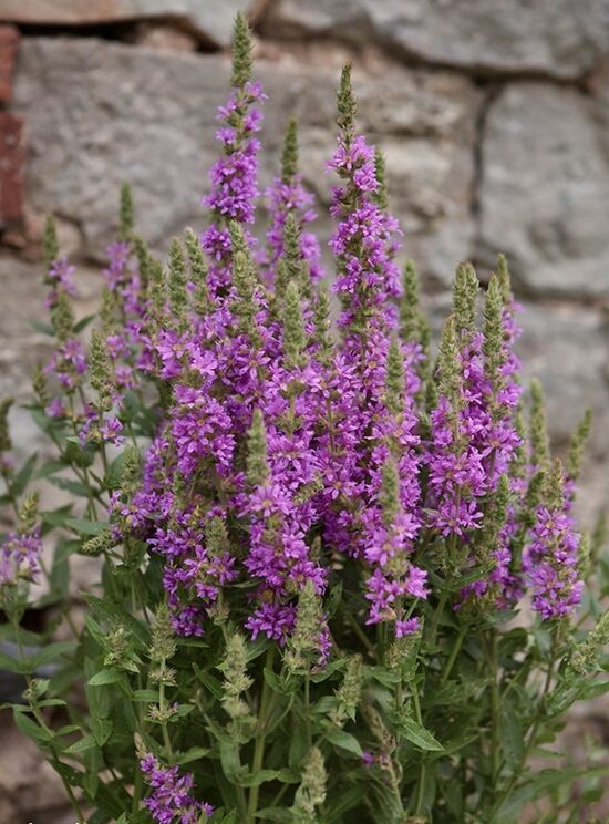 Vītolu vējmietiņš 'Red Hybrids' (Lythrum salicaria) 0,1g
