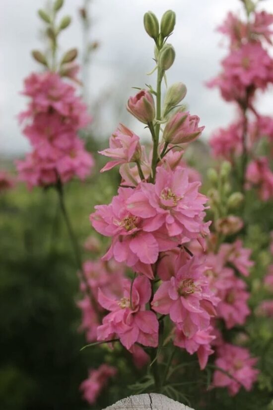 Vasaras delfīnija "Rose Queen" (Delphinium consolida) 0,2g