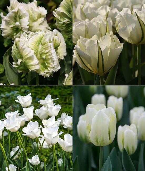 Tulip collection 'White & Green' 40 bulbs