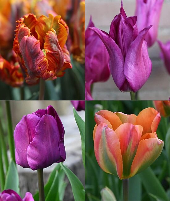 Tulip collection 'Purple & Orange' 40 bulbs