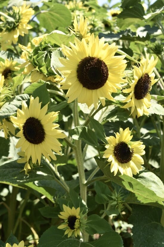 Saulespuķe “Moonshine” (Helianthus annuus) 0,5g