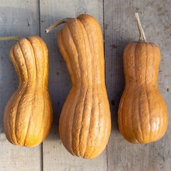 Muskata ķirbis "Violina" (Cucurbita moschata), 5 sēklas