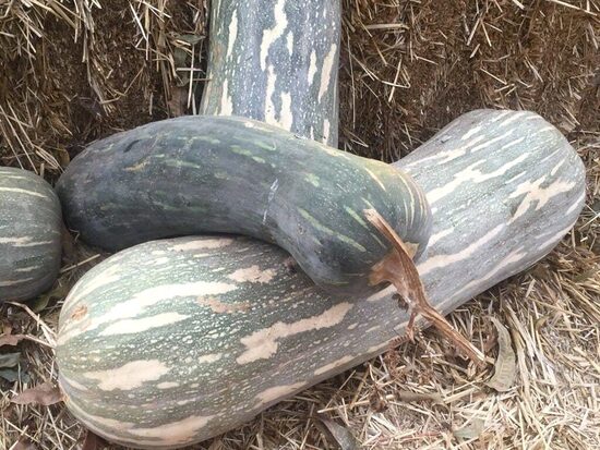 Muskata ķirbis "Naples long" (Cucurbita moschata), 5 sēklas