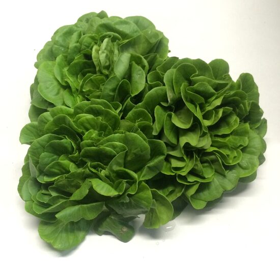Dārza salāti "Parella verde" (Lactuca sativa) 0,5g