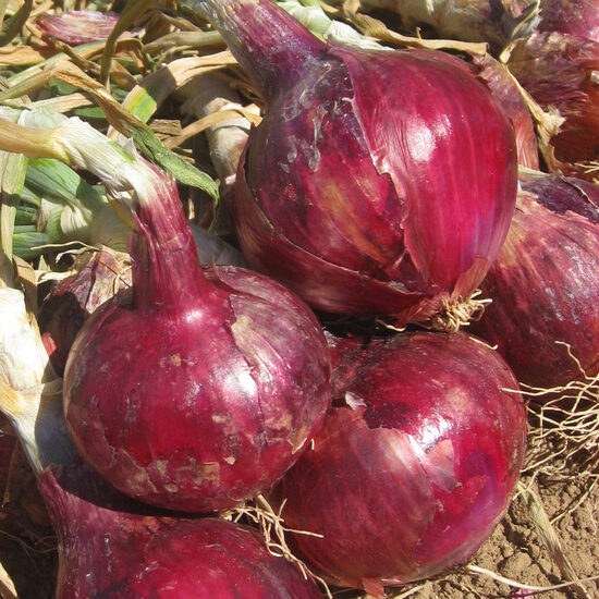 Onion "Red Magic" H (Allium Cepa) 0,5g