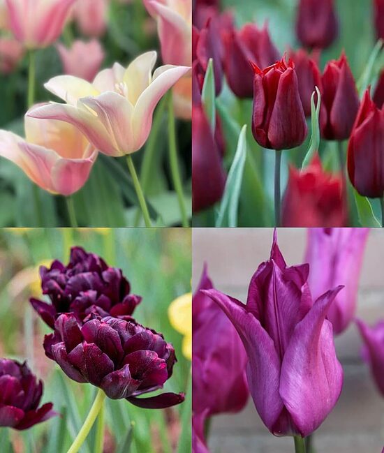 Tulip collection 'Midnight' 40 bulbs