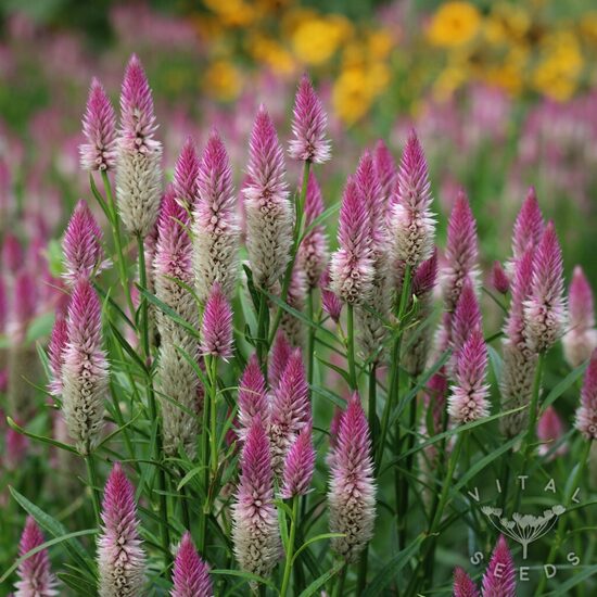 Wheat celosia "Flamingo" (Celosia spicata) 0,1g