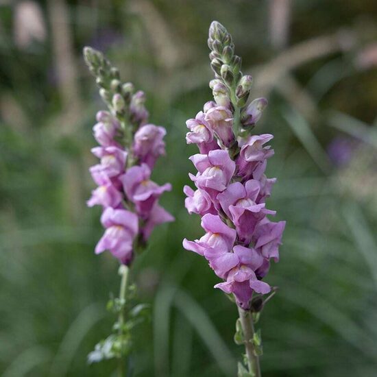 Lauvmutīte 'Potomac Lavender' F1 (Antirrhinum majus) 20 sēklas