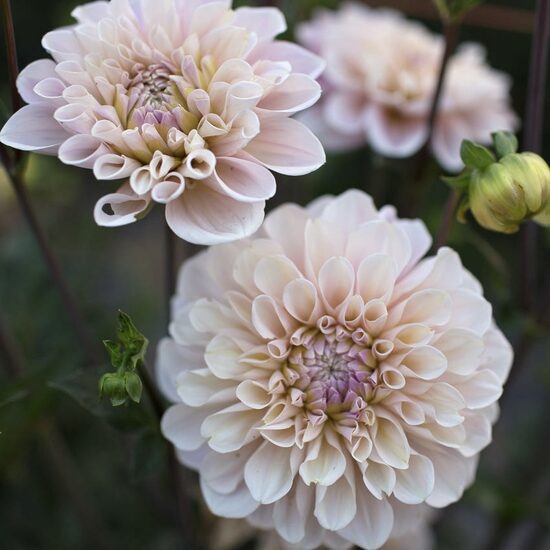 Dālija 'Sweet Nathalie', 1 gums