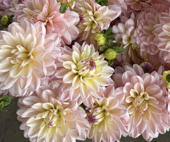 Dālija 'Diana's Memory', 1 gums