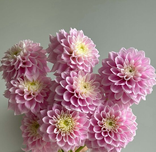 Dālija 'Sweet Love' 1 gums (II izmērs)