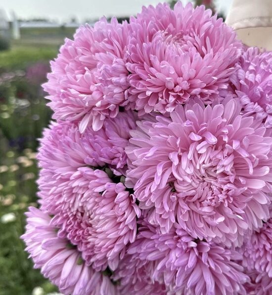Ķīnas astere "King size Pink" (Callistephus chinensis) 0,1g