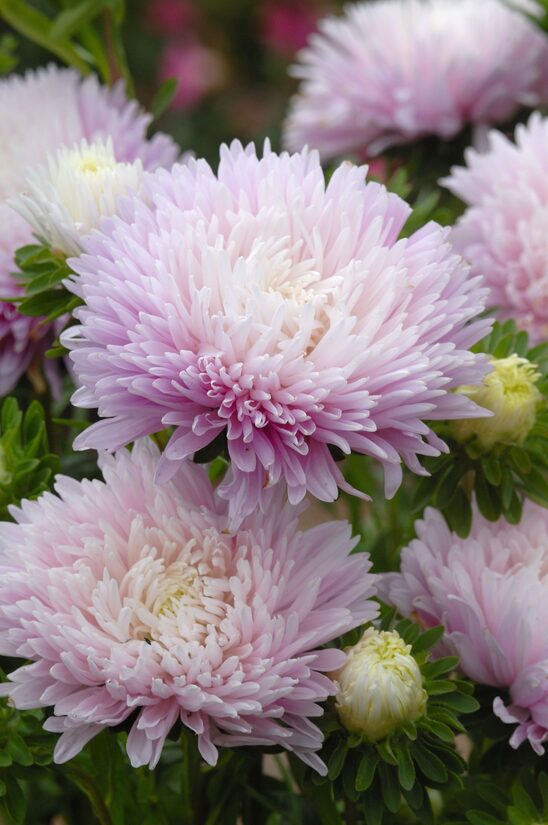 Ķīnas astere "King size Appleblossom" (Callistephus chinensis) 0,1g