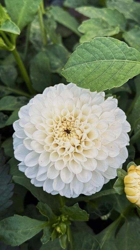 Dālija 'Bazuin Snow White' 1 gums