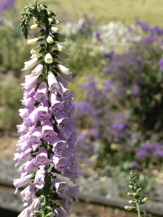 Purpursarkanā uzpirkstīte 'Camelot Lavender' F1 (Digitalis purpurea) 10 sēklas