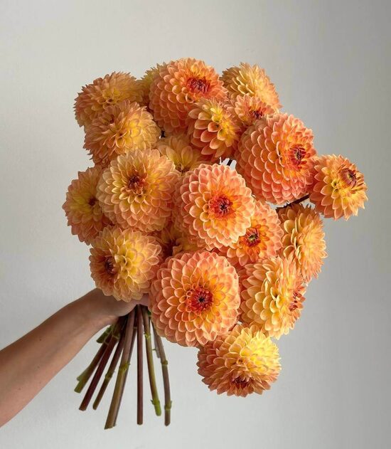 Dālija 'Blyton Softer Gleam' 1 gums