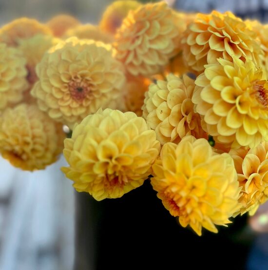 Dālija 'Golden scepter' 1 gums