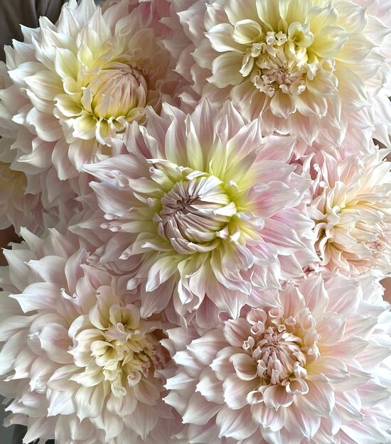 Dālija KA's® Cloud' 1 gums