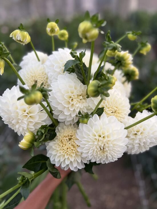 Dālija 'Bazuin Snow White' 1 gums