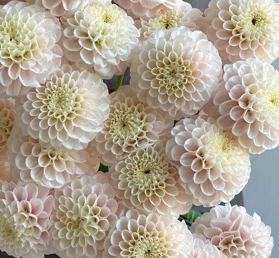 Dālija 'White Wizard' 1 gums