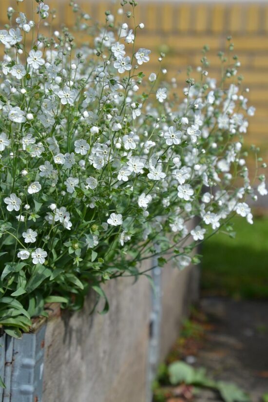 Linu omfalode ‘Little Snow White’ (Omphalodes linifolia) 20 sēklas