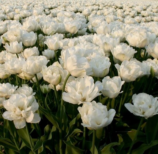 Tulip ‘Mount Tacoma’, 5 bulbs