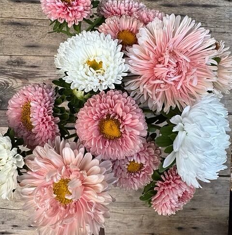 Ķīnas asteres ‘The Roses mixture’ (Callistephus chinensis) 0,1g