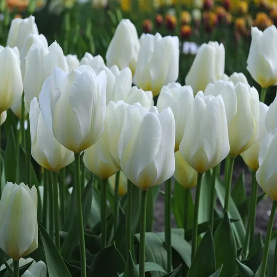 Tulpe 'Purissima', 5 sīpoli