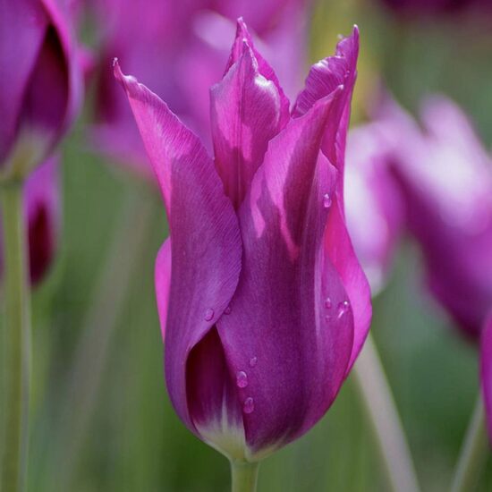 Tulip 'Purple Dream', 5 bulbs