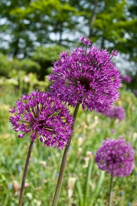 Allium 'Purple Sensation', 5 bulbs