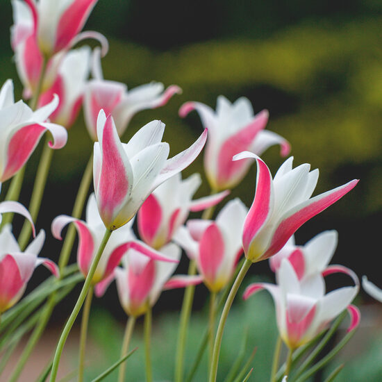 Botanical tulip 'Lady Jane'