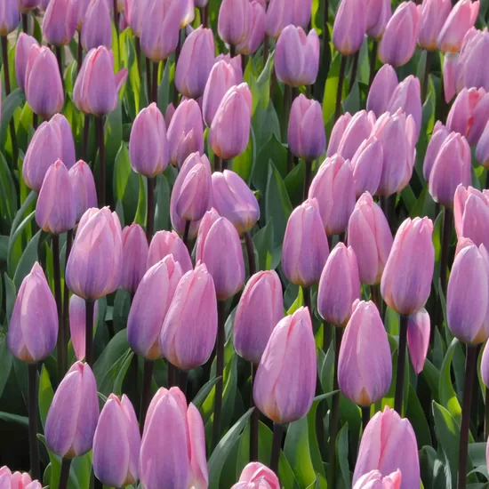Tulpe 'Light and Dreamy', 5 sīpoli