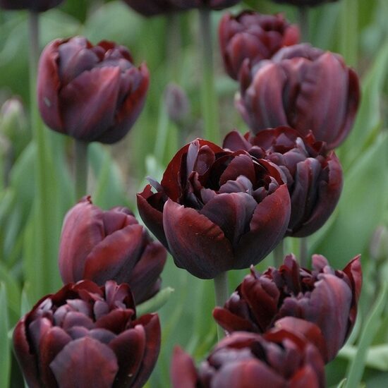 Tulip 'Palmyra', 5 bulbs