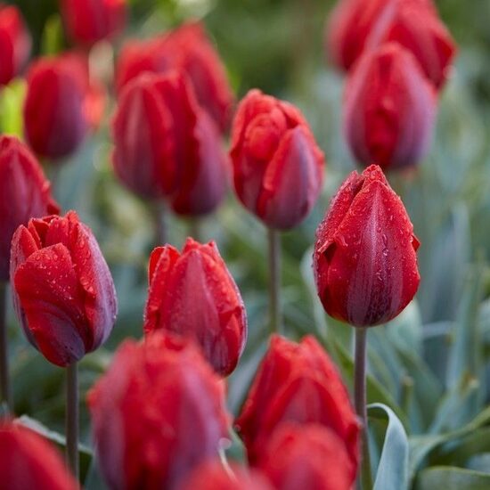 Tulpe 'Couleur cardinal', 5 sīpoli
