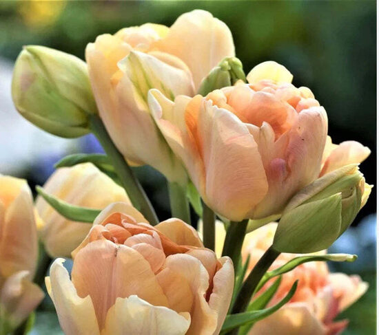 Tulip 'Charming Lady', 5 bulbs