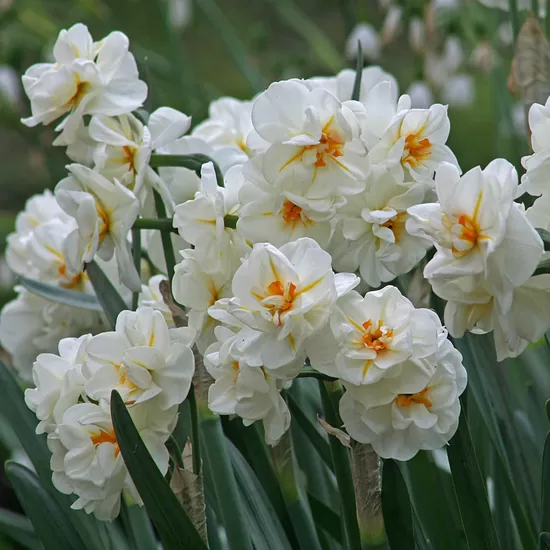 Daffodil 'Sir Winston Churchill', 5 bulbs