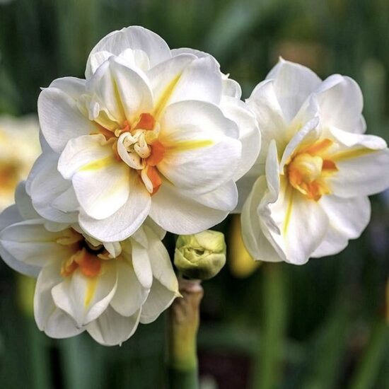 Daffodil 'Sir Winston Churchill', 5 bulbs