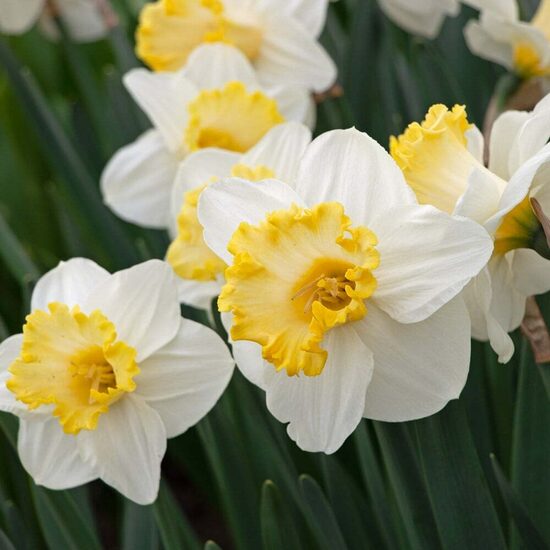 Daffodil 'My Dearest', 5 bulbs