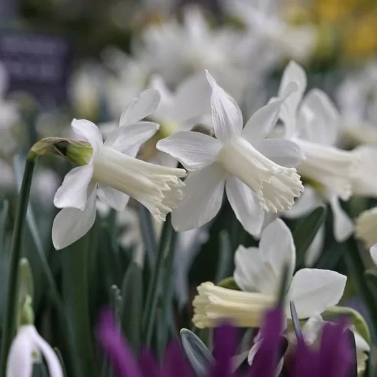 Daffodil 'Snow Baby', 5 bulbs