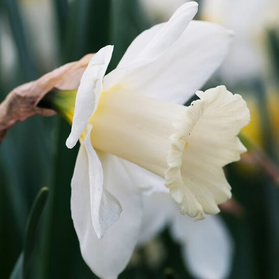 Daffodil 'Mount hood', 5 bulbs