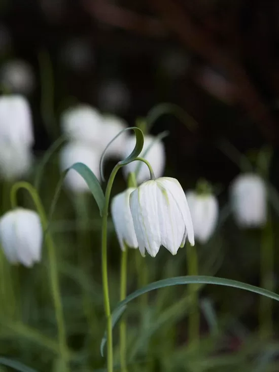 Snake’s head fritillary 'Alba', 10 bulbs