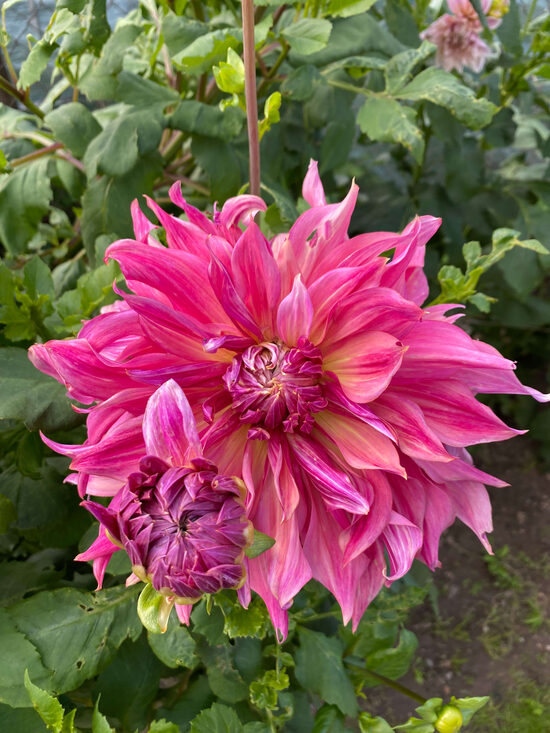 Dālija 'Penhill Dark Monarch' 1 gums