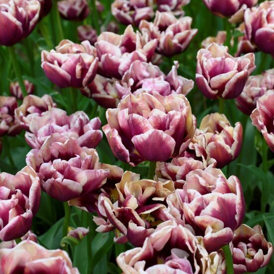 Tulip 'Wyndham', 5 bulbs