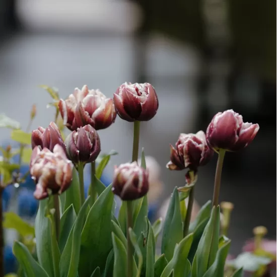 Tulip 'Wyndham', 5 bulbs