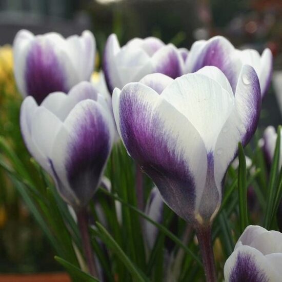Crocus 'Prince Claus'