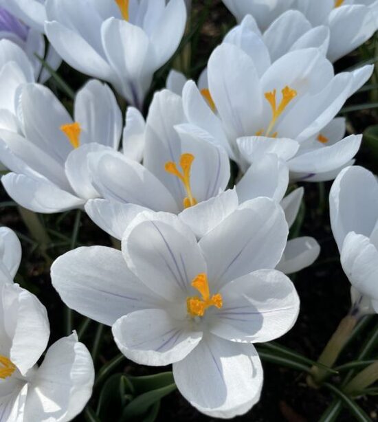 Crocus 'Jeanne d'Arc', 10 bulbs